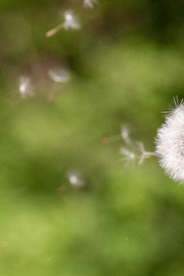 A closeup selective focus shot of a cute Dandelion flowering plant