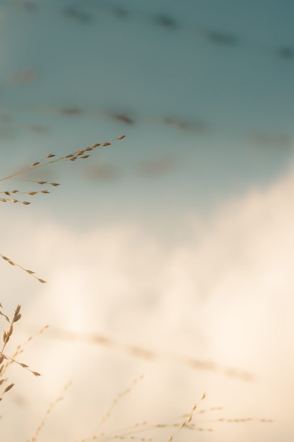 A closeup focused shot of a branch of wheat with a bright background